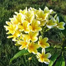 Yellow Chafa or Champa flowers are Favourite dlowers of Swami Samarth , its Sugandh creates Positive energy around us.